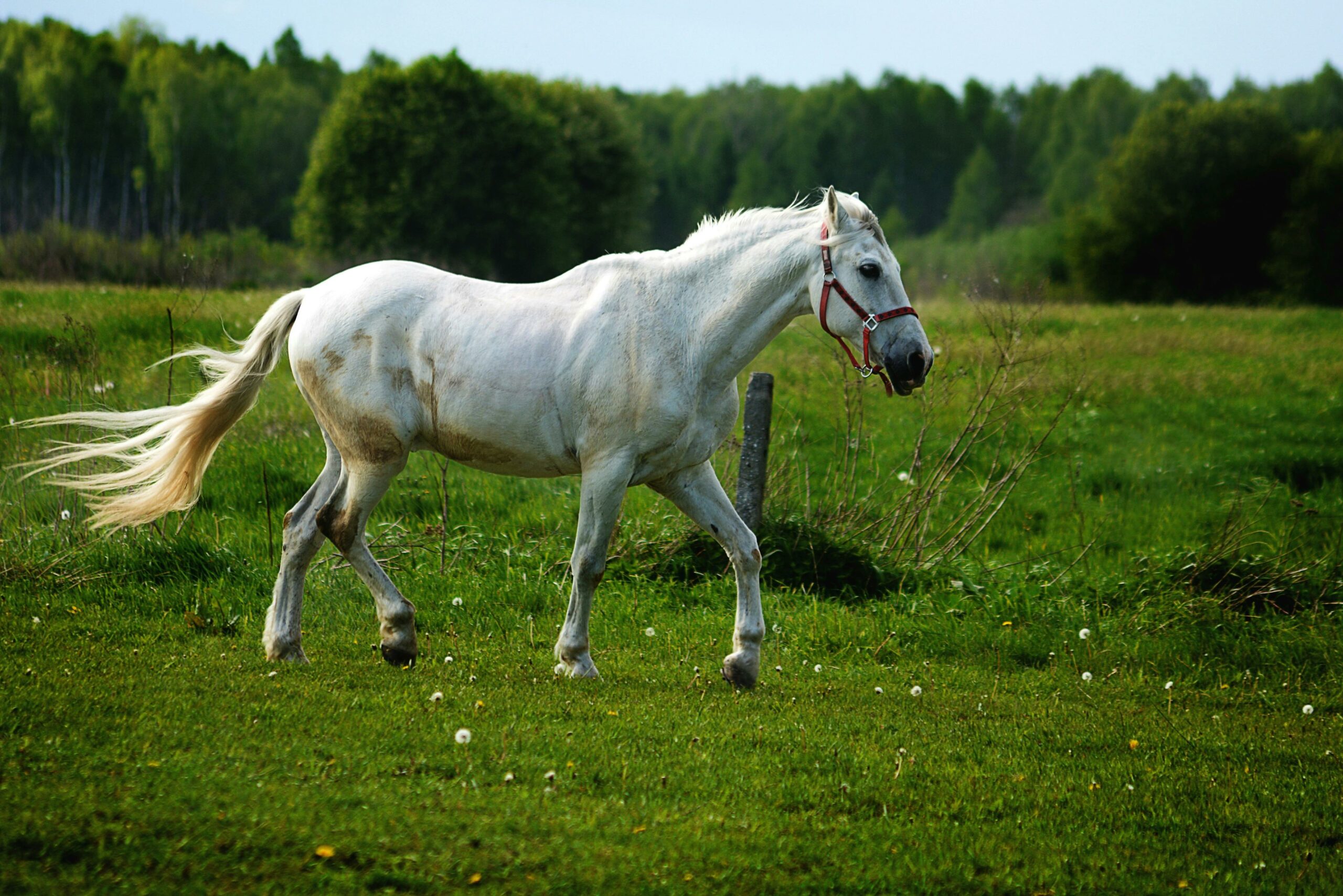 cheval